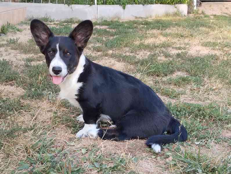 Poslední volný pejsek welsh corgi cardigan s PP  - foto 1