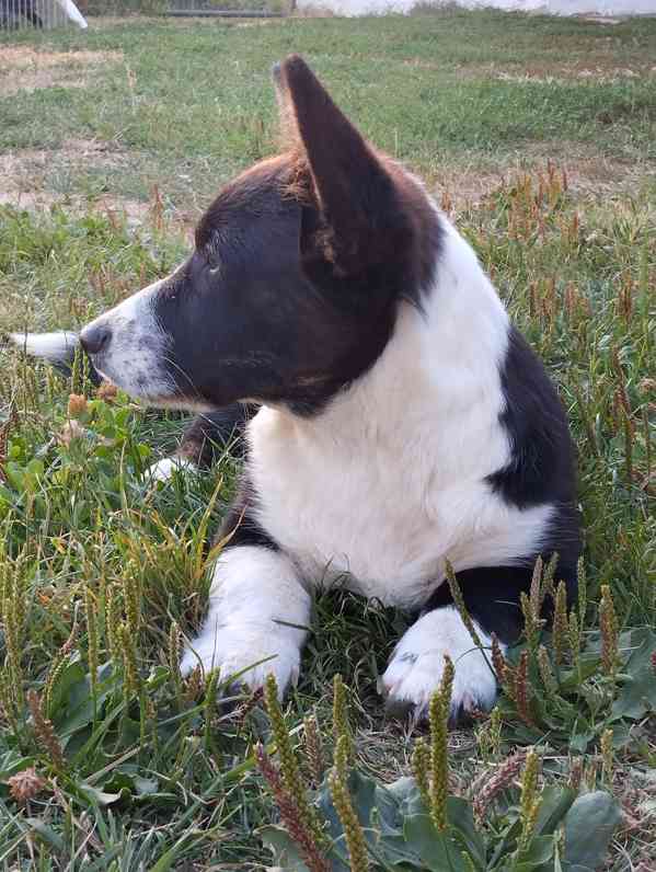 Poslední volný pejsek welsh corgi cardigan s PP  - foto 2