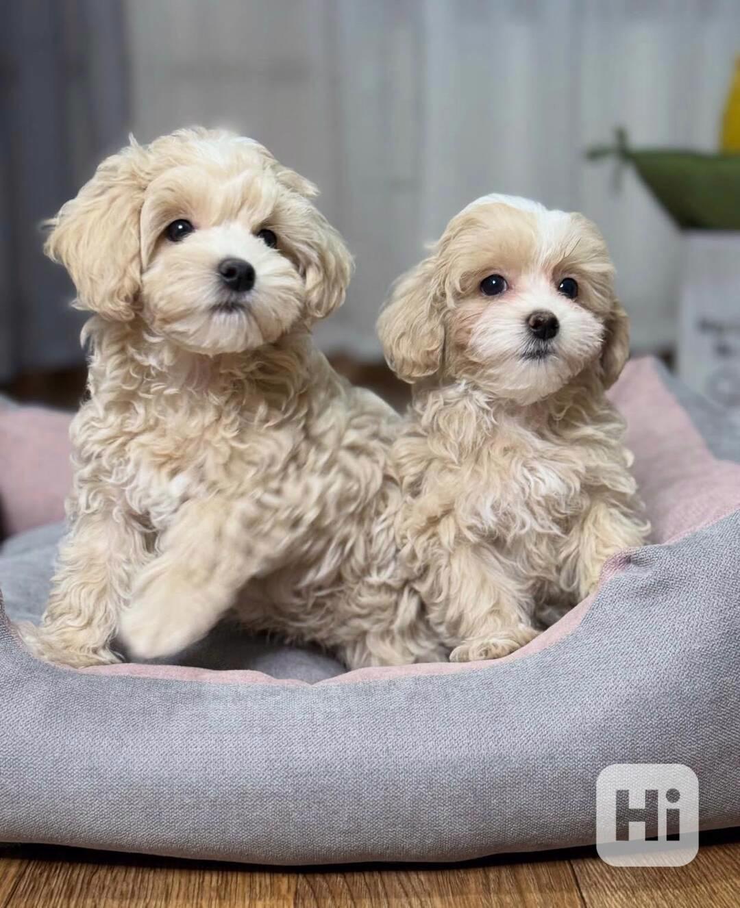 Vycvičená štěňata maltipoo k adopci. - foto 1
