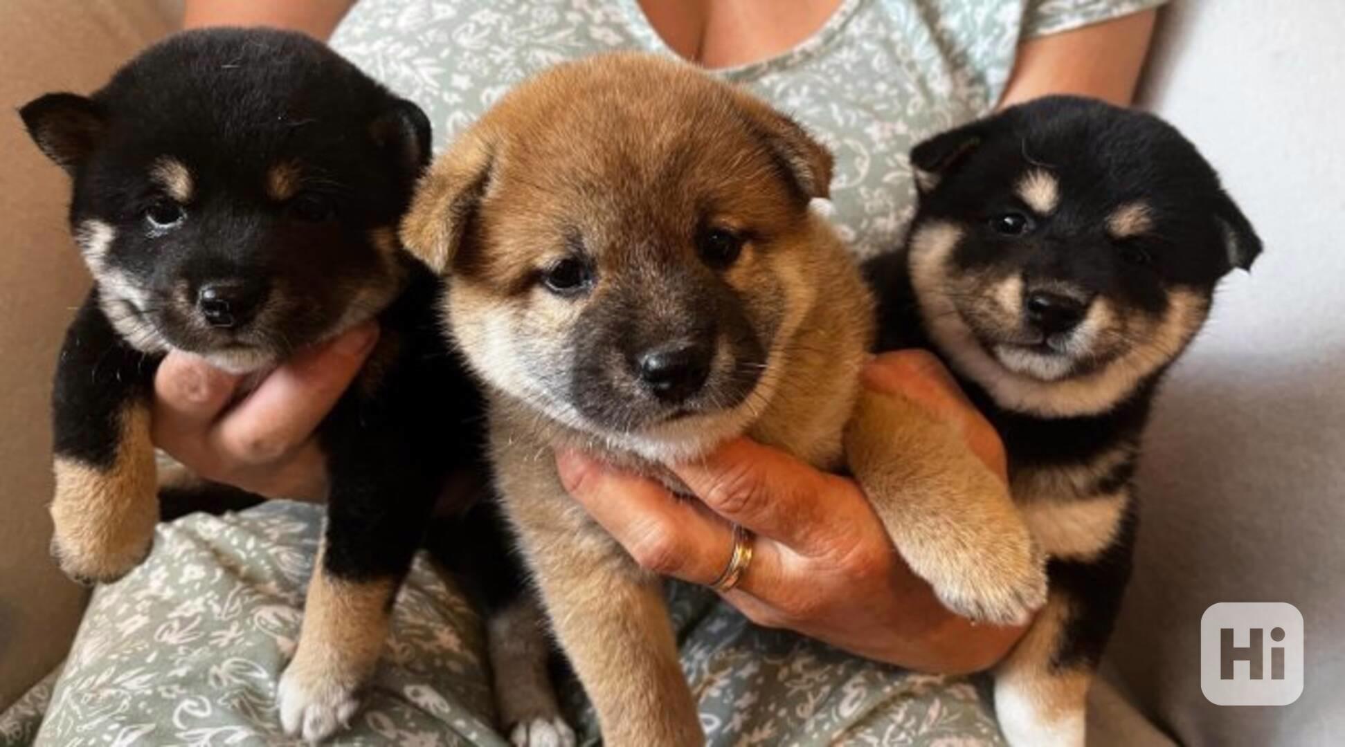 štěňátka Shiba inu - foto 1