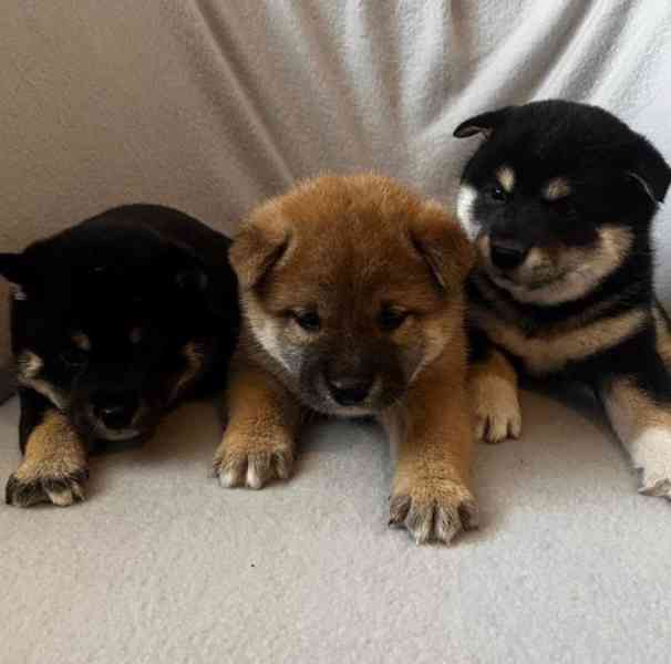 štěňátka Shiba inu - foto 2