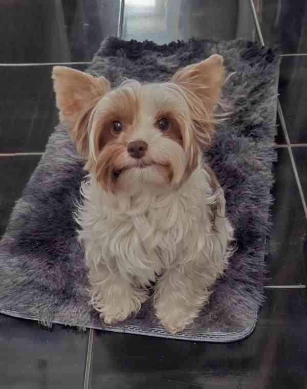 Biewer fenečka - foto 2