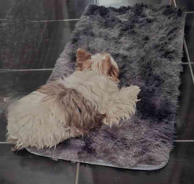 Biewer fenečka - foto 4