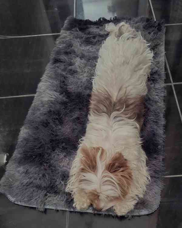 Biewer fenečka - foto 3