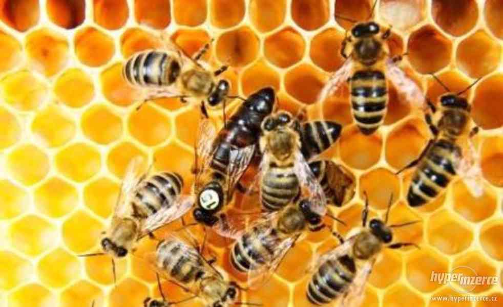 Včely- objednávky 2018 - foto 1