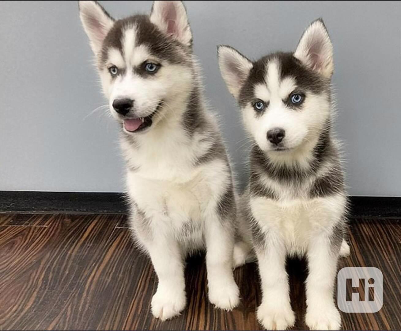 Štěnata Sibiřský husky - foto 1