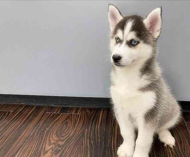 Štěnata Sibiřský husky - foto 2
