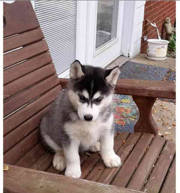 Štěnata Sibiřský husky - foto 4