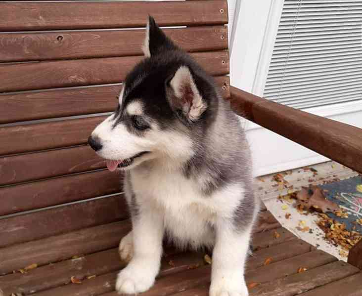 Štěnata Sibiřský husky - foto 3