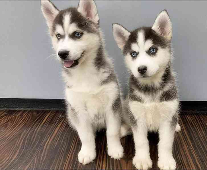 Štěnata Sibiřský husky - foto 1