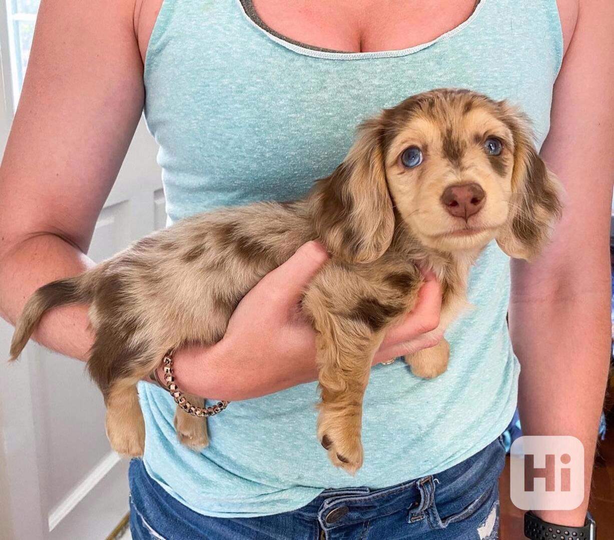 Dachshund - foto 1