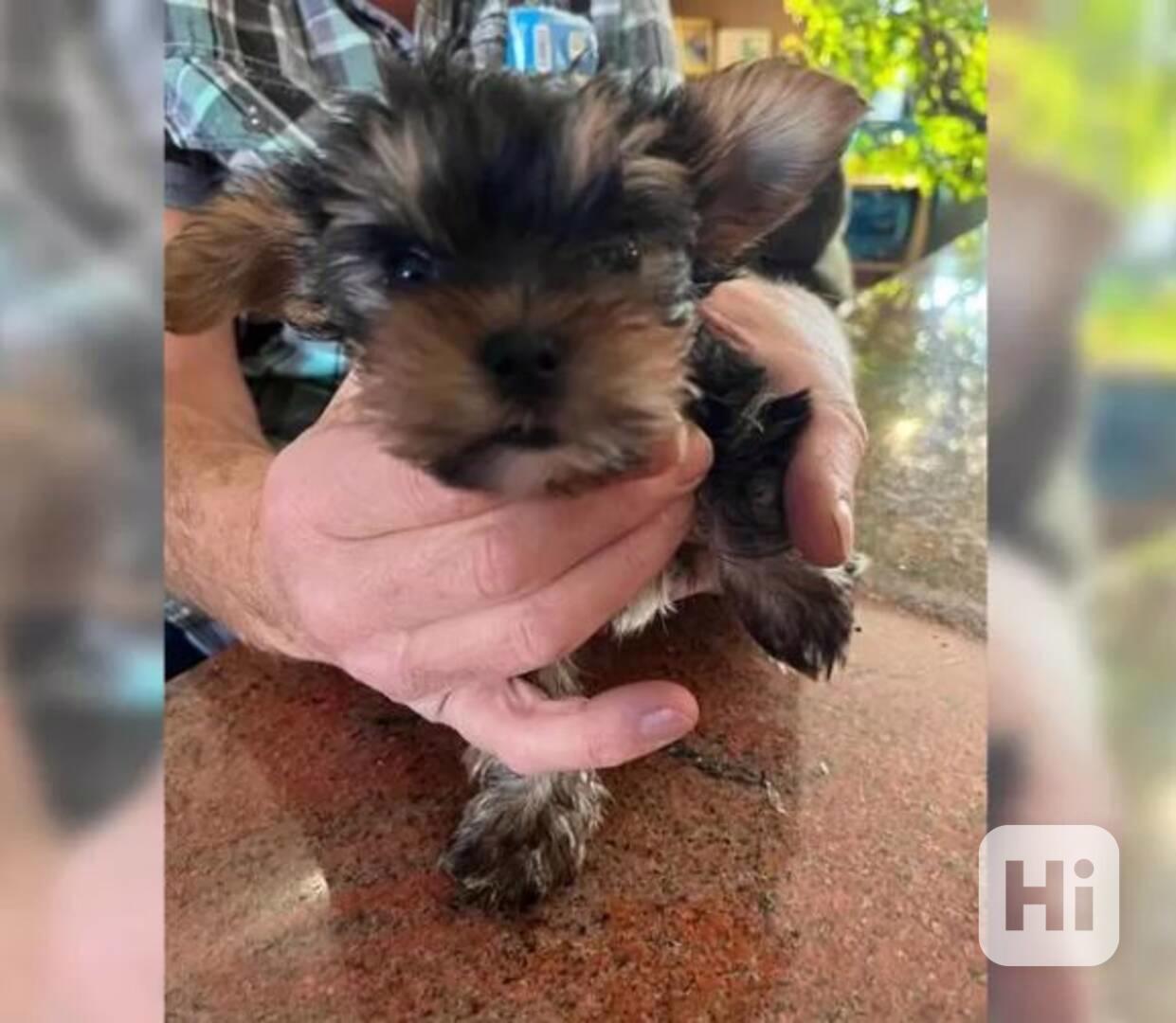 Štěňata jorkšírského teriéra na prodej - foto 1