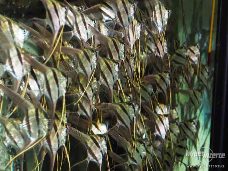 Pterophyllum Altum Orinoco - foto 1