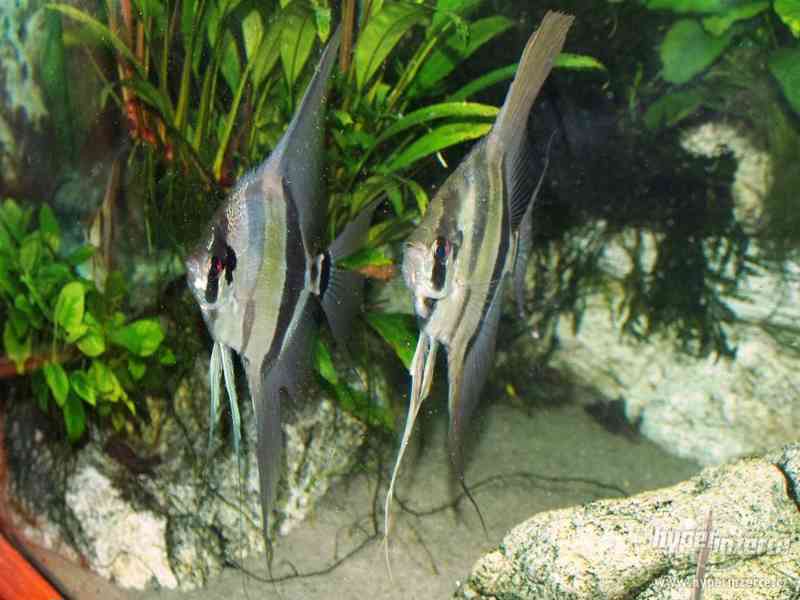 Pterophyllum Altum Orinoco - foto 2
