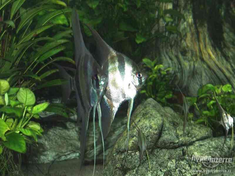 Pterophyllum Altum Orinoco - foto 3