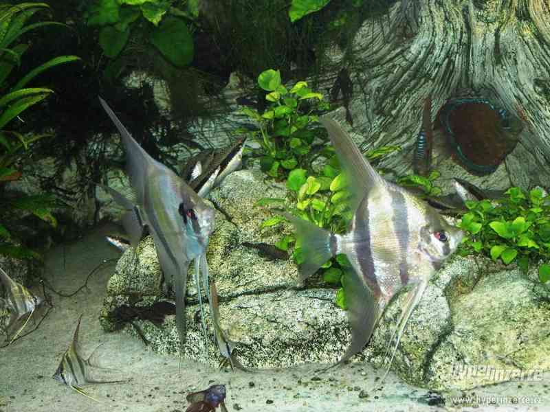 Pterophyllum Altum Orinoco - foto 4