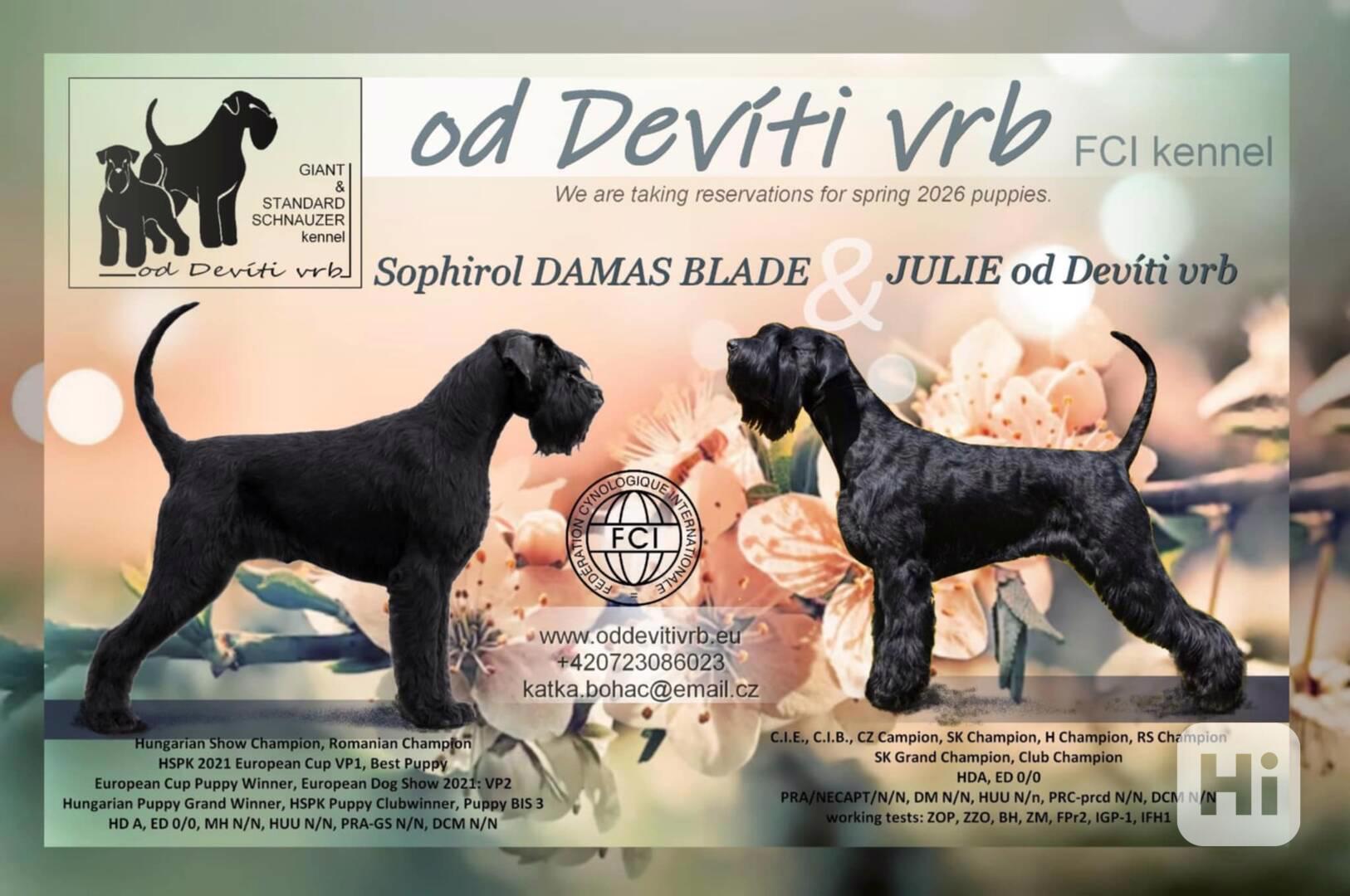 Knírač velký černý - štěňátka - foto 1