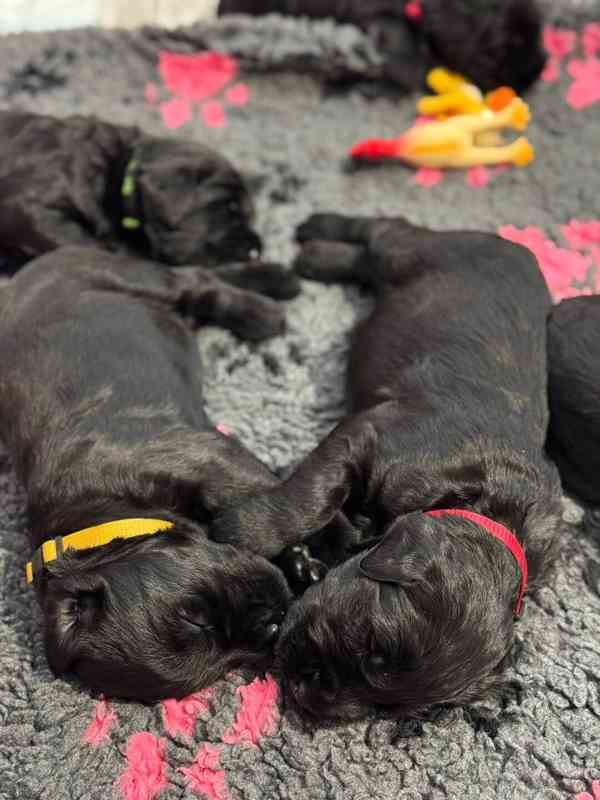 Knírač velký černý - štěňátka - foto 2