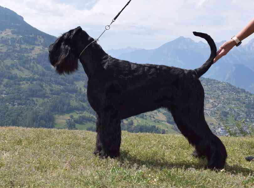 Knírač velký černý - štěňátka - foto 4