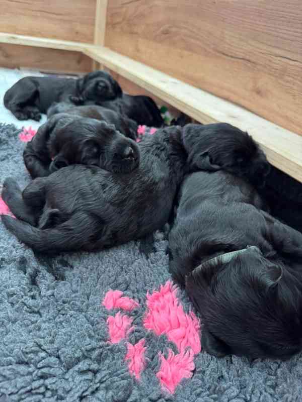 Knírač velký černý - štěňátka - foto 3