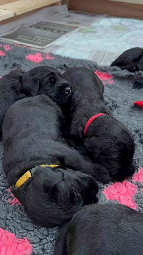 Knírač velký černý - štěňátka - foto 6