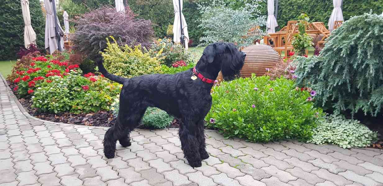 Knírač velký černý - štěňátka - foto 5