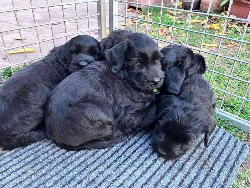 Knírač velký černý - štěňátka - foto 7