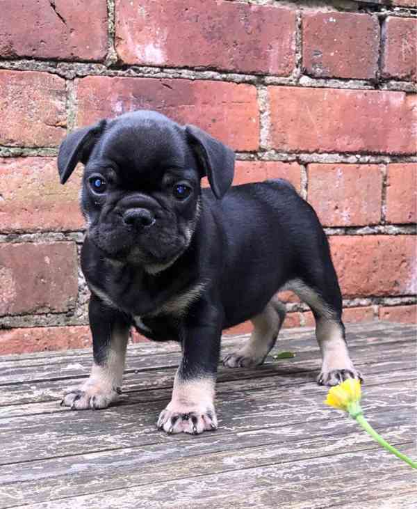 Dvě roztomilá štěňátka francouzského buldočka jsou připraven