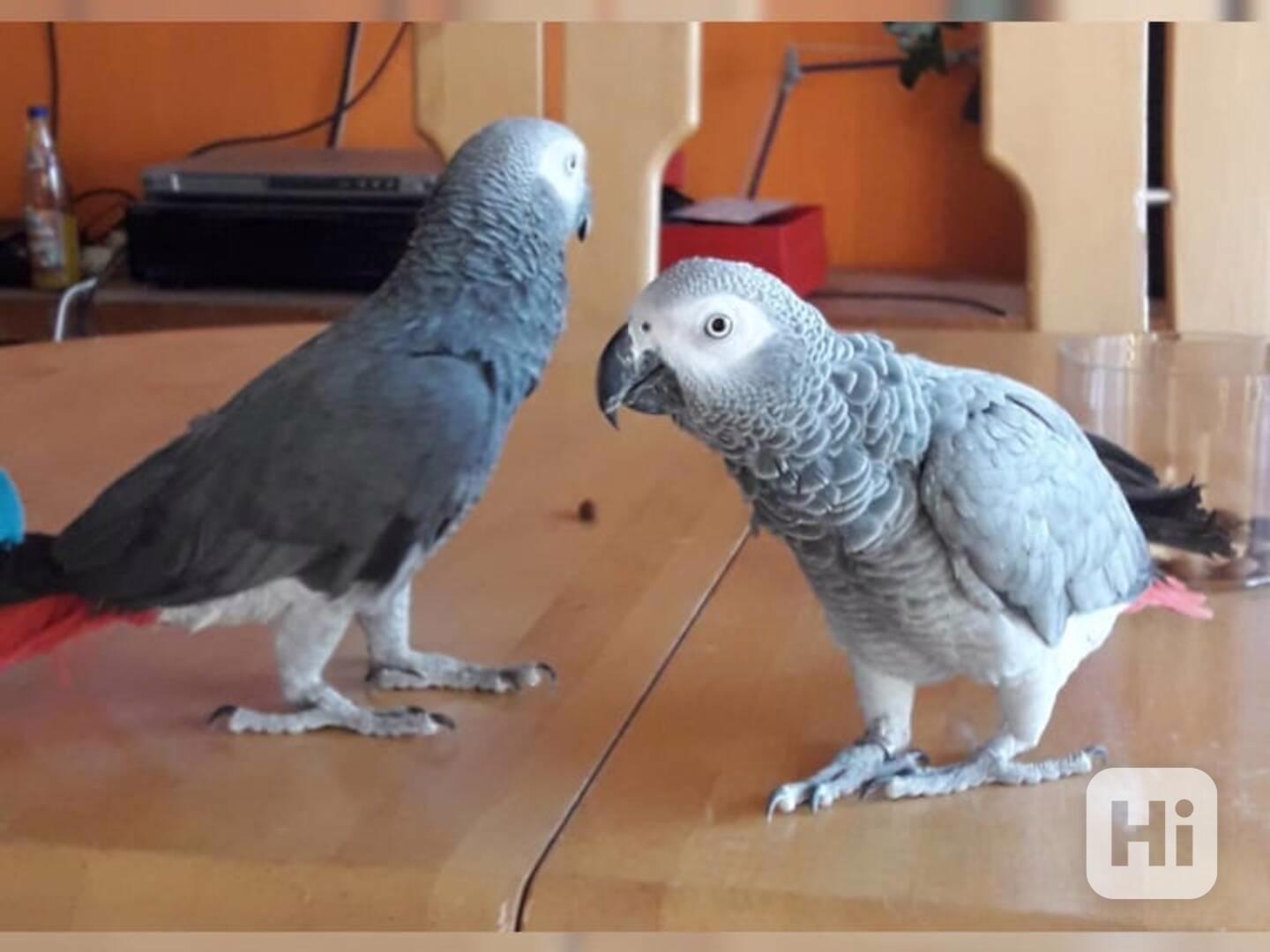 samec a samice papoušků konžských afrických šedých - foto 1