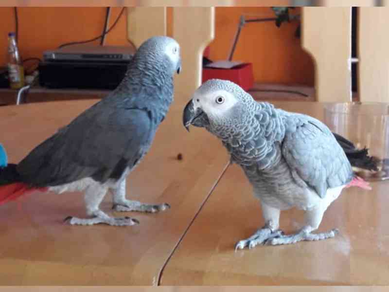 samec a samice papoušků konžských afrických šedých