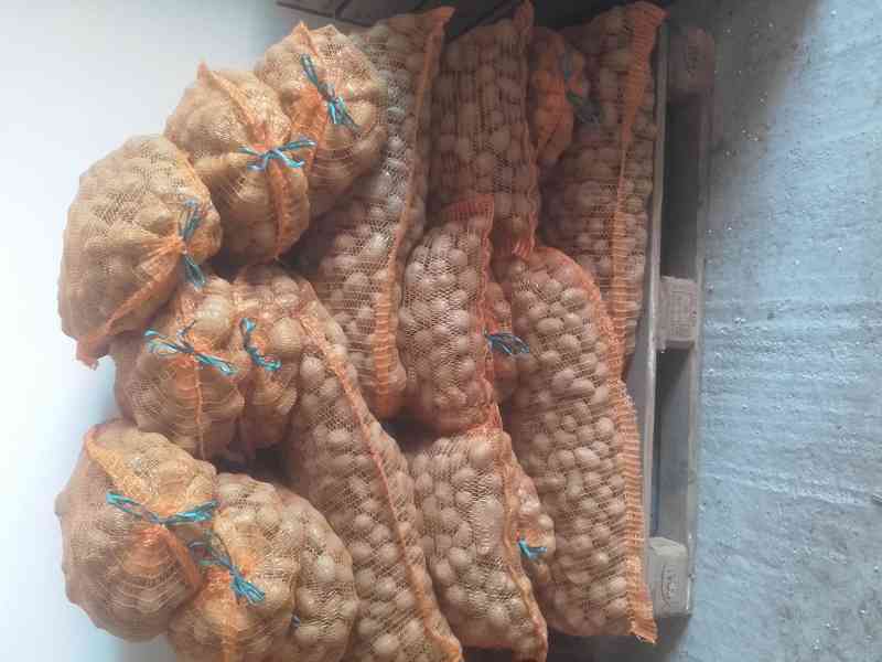 Krmné brambory - foto 2