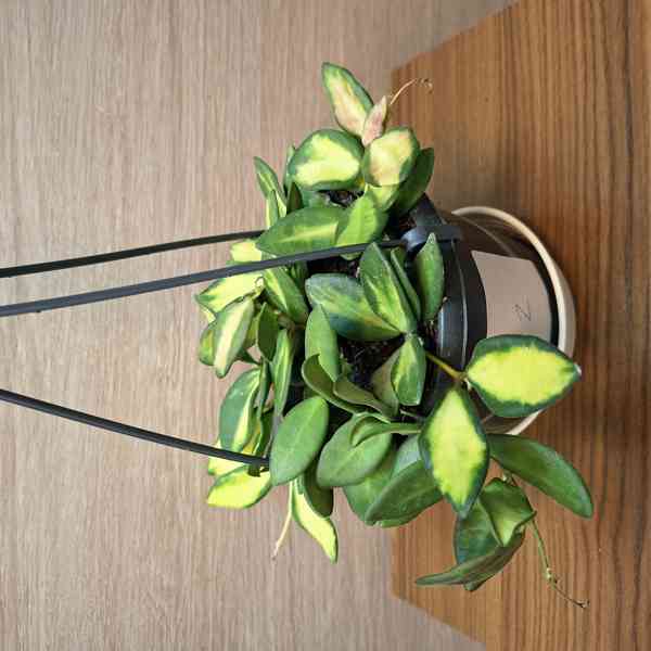 Hoya Burtoniae Variegata - foto 2