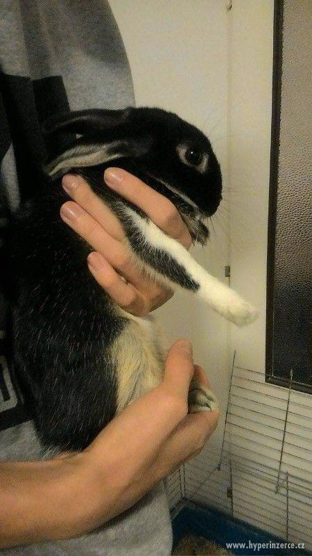 Darujeme králíčka z důvodu alergie - foto 2