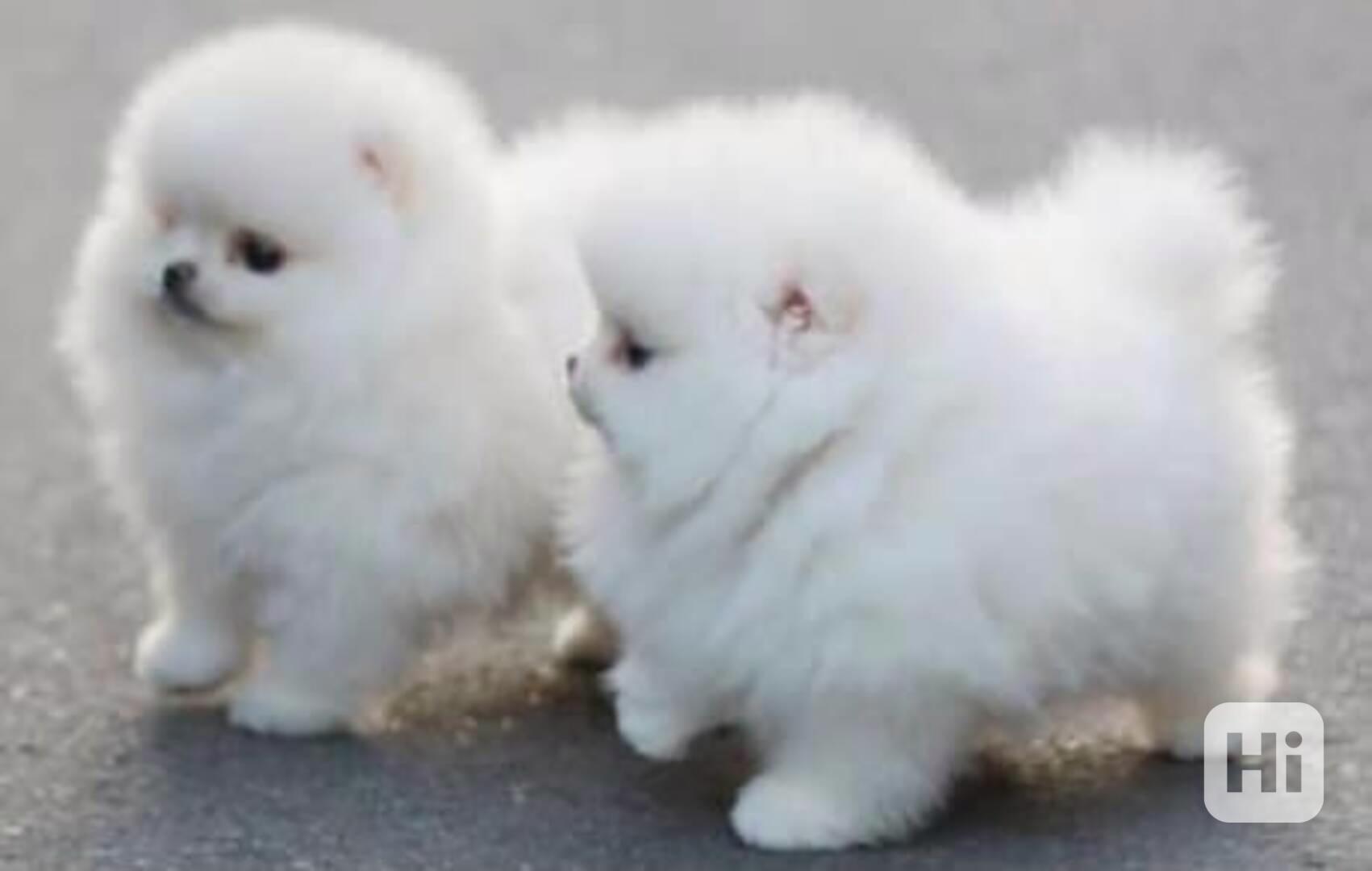 Německý špic. Mini pomeranian bez PP. - foto 1
