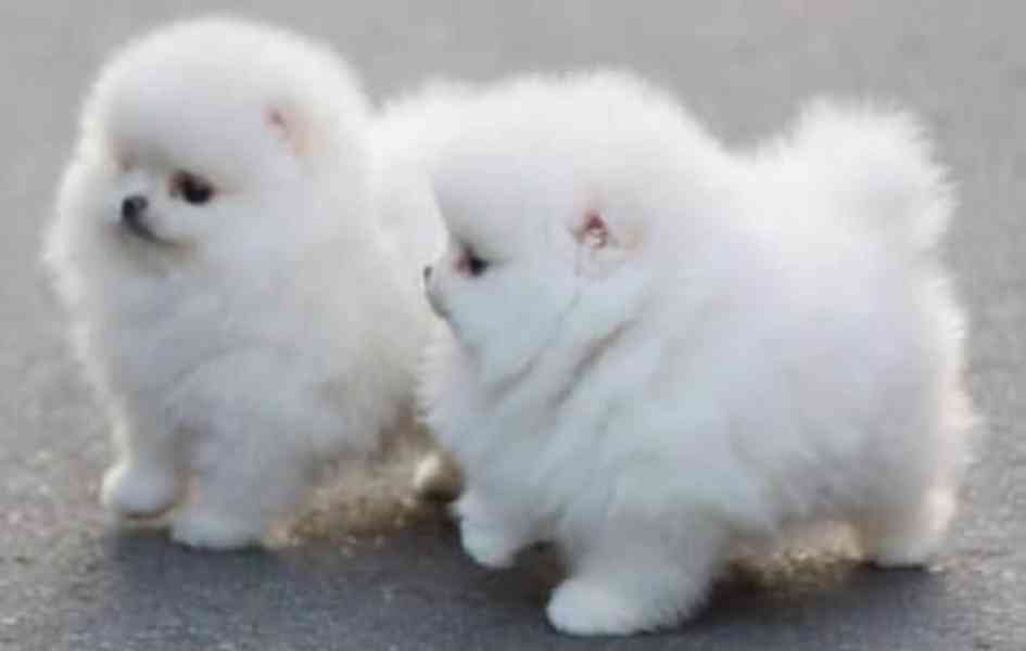 Německý špic. Mini pomeranian bez PP. - foto 1