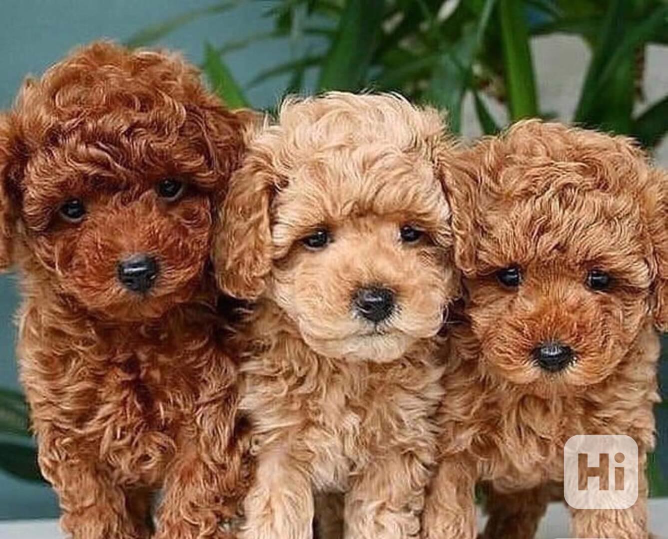 Štěňata pudla štěňata k adopci - foto 1