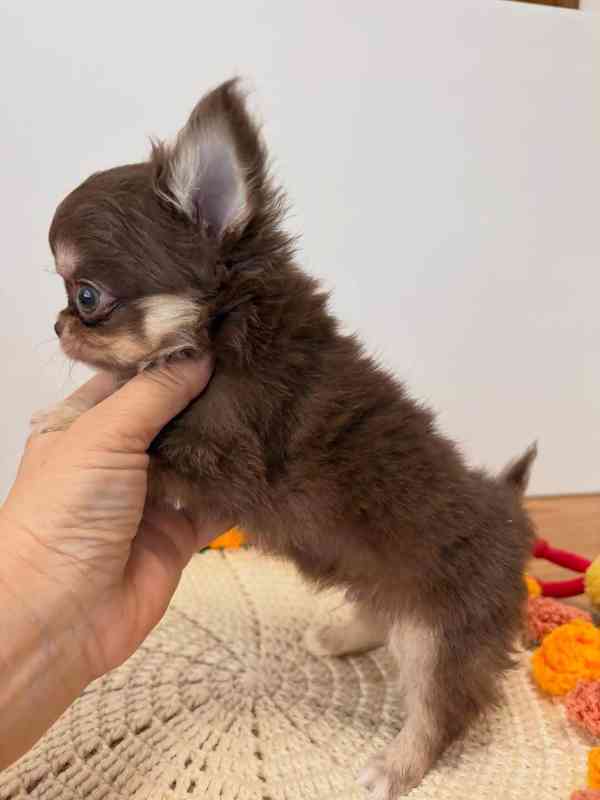 Long-Haired Chihuahua Puppy Available for Adoption 🐾