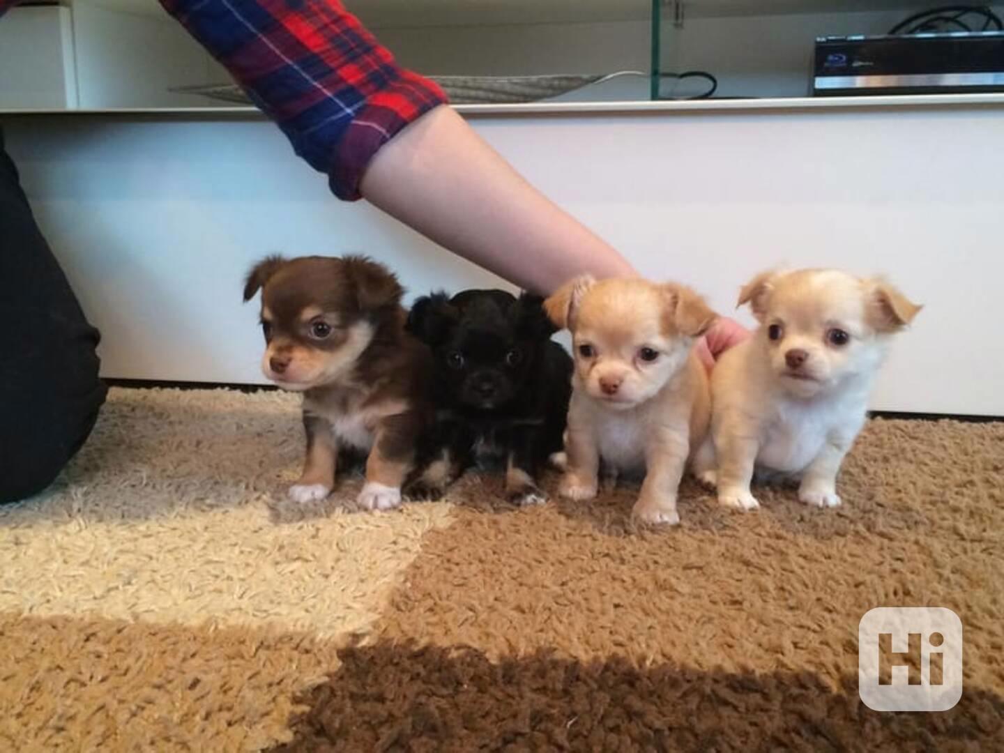 MINI štěňátka čivav s papíry - foto 1