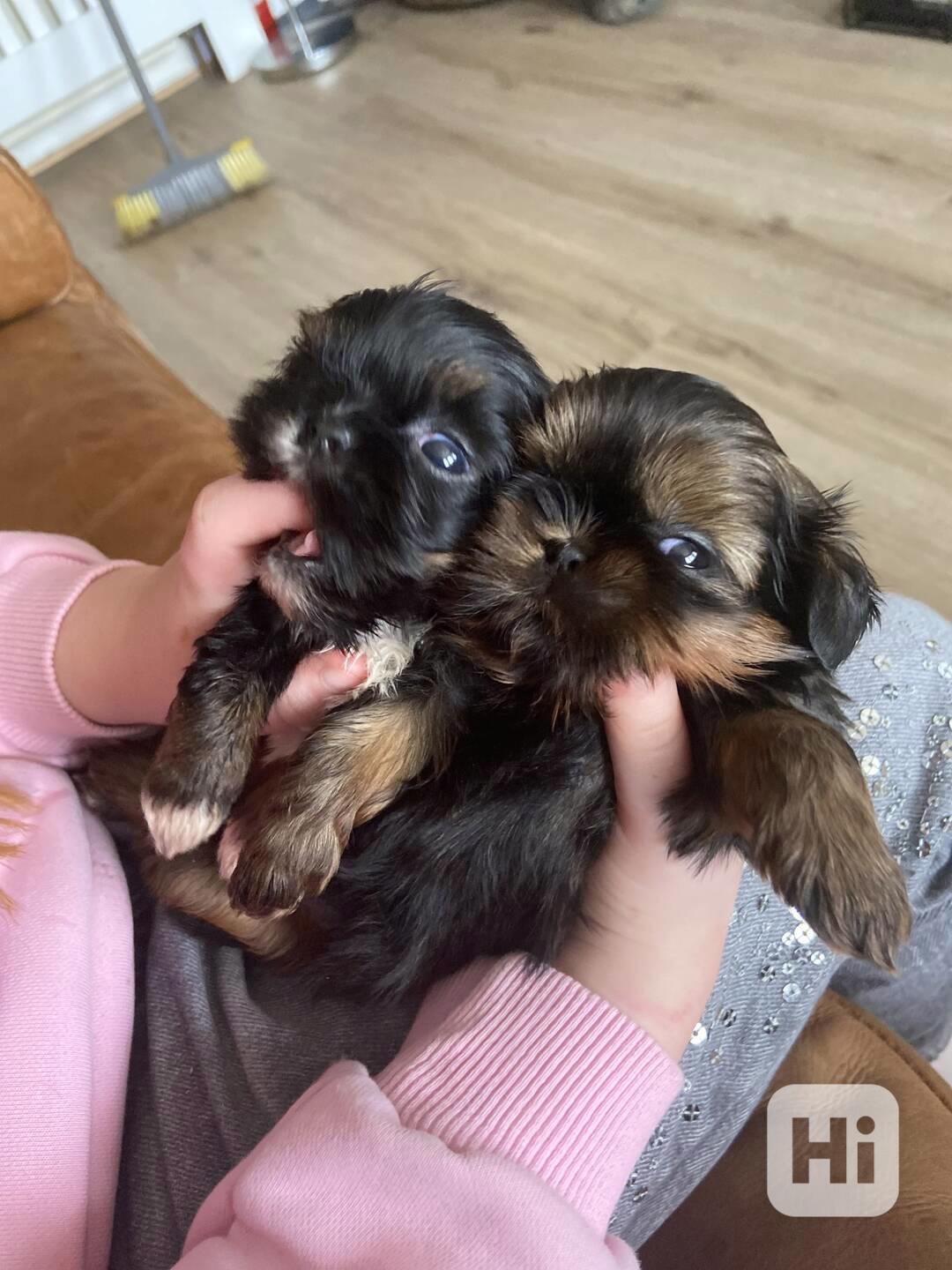 Kc reg Stunning Shih Tzu Puppies - foto 1