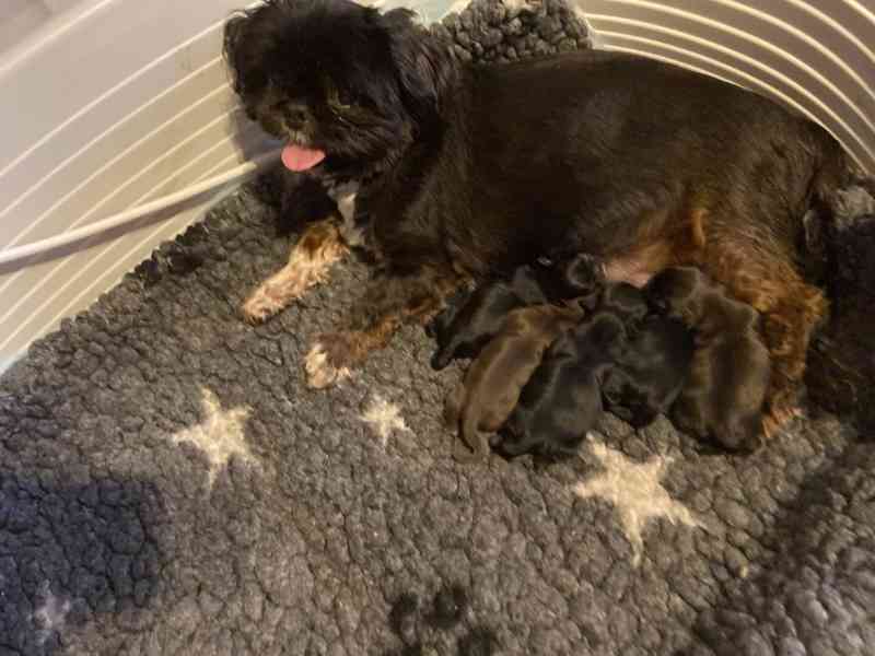 Kc reg Stunning Shih Tzu Puppies - foto 2