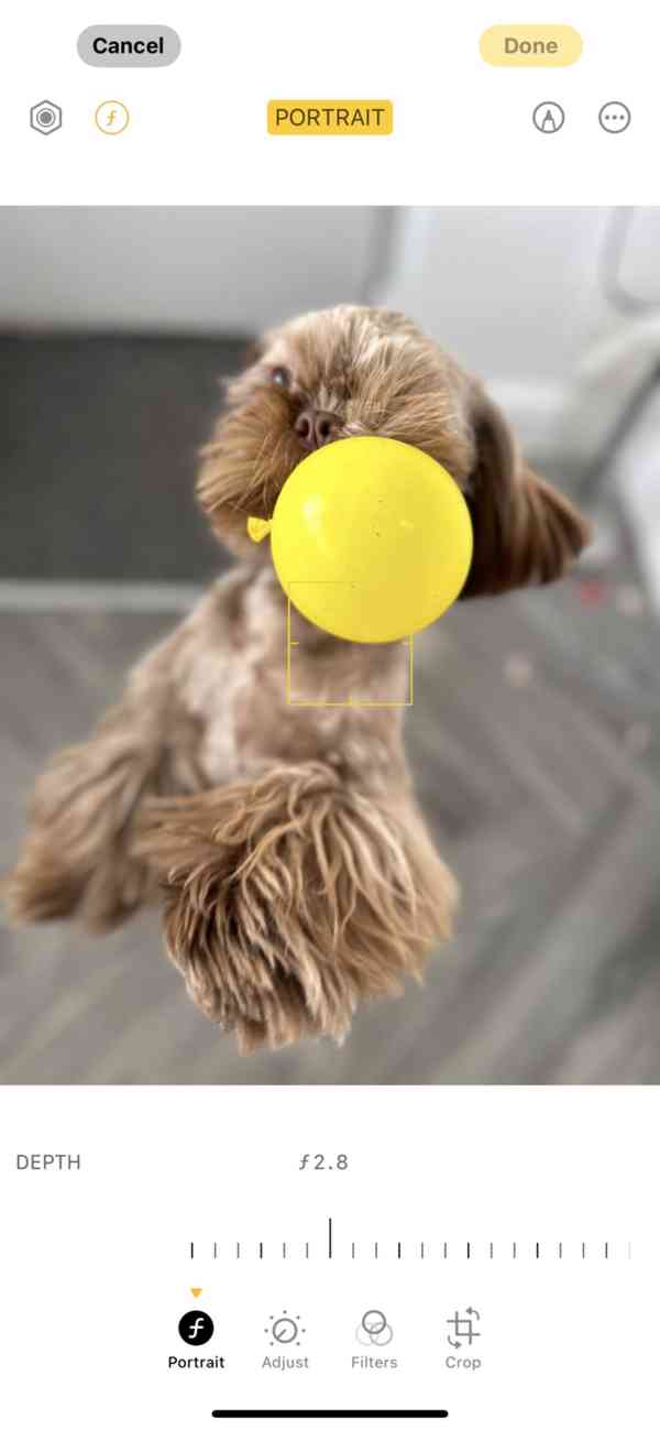 Kc reg Stunning Shih Tzu Puppies - foto 3