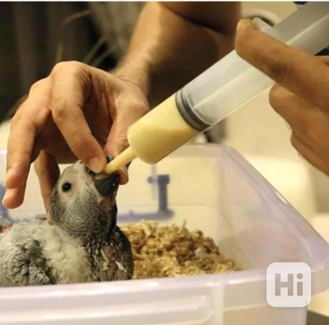 Papoušci šedí afroameričtí k odběru* - foto 1