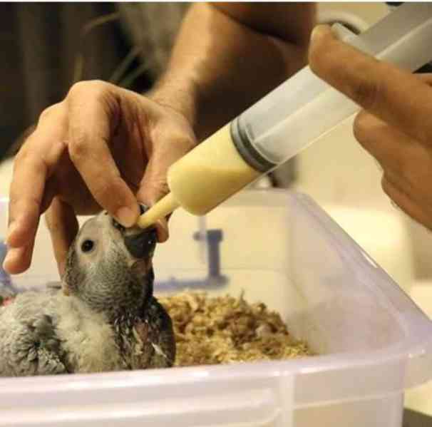 Papoušci šedí afroameričtí k odběru* - foto 1