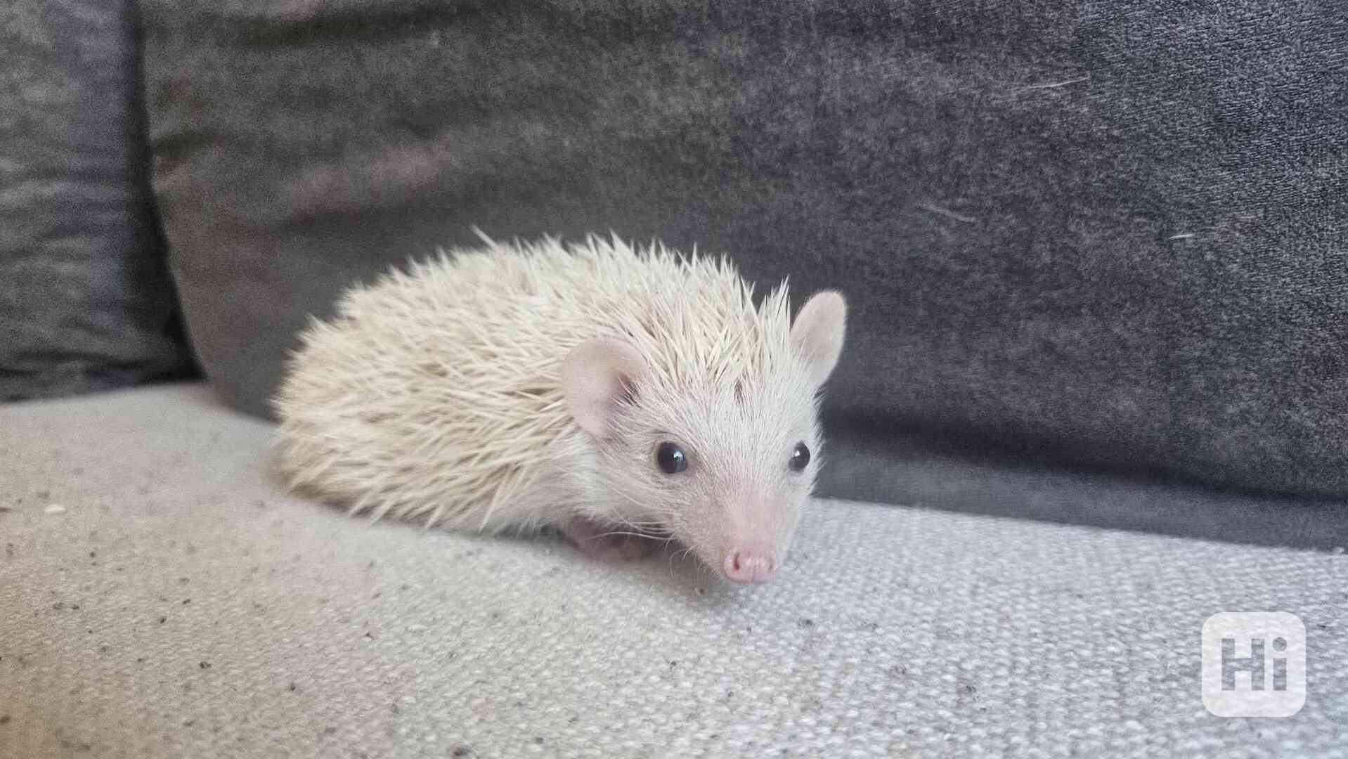 Africký pygmy ježek s PP VRH I nar. 29.12.2025 - foto 1