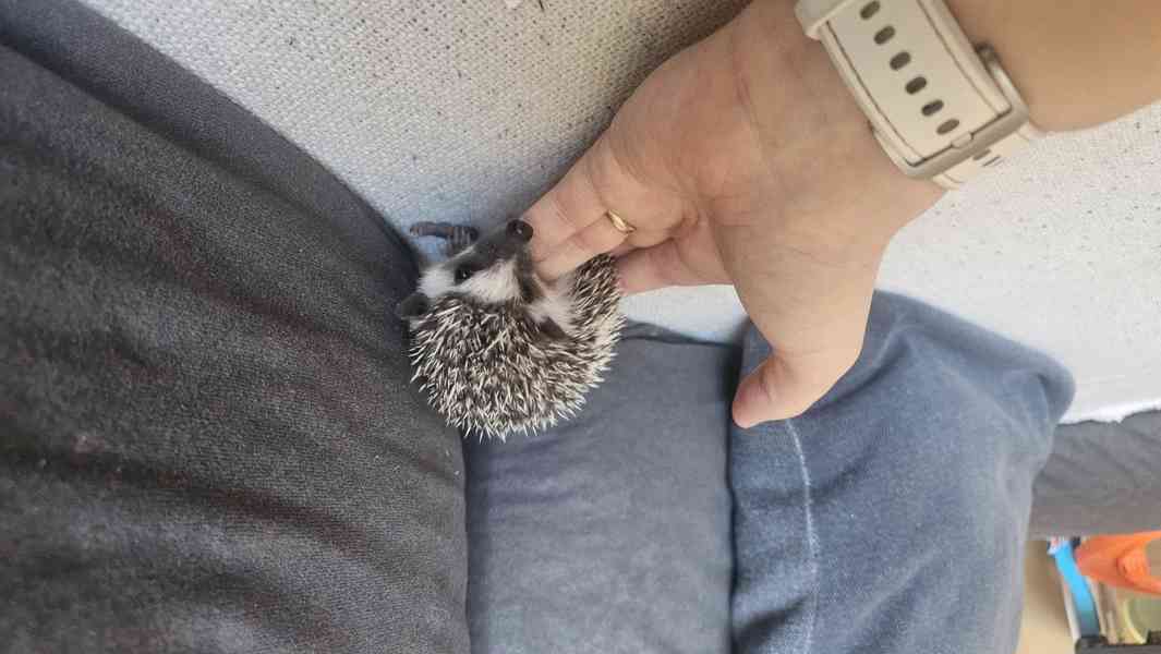 Africký pygmy ježek s PP VRH I nar. 29.12.2025 - foto 5