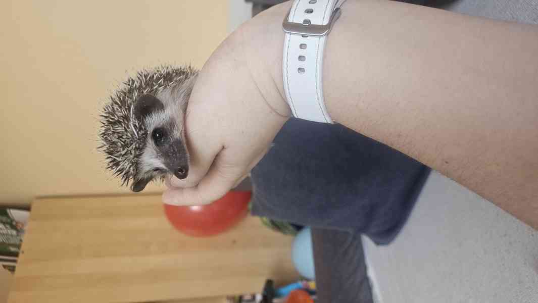 Africký pygmy ježek s PP VRH I nar. 29.12.2025 - foto 2