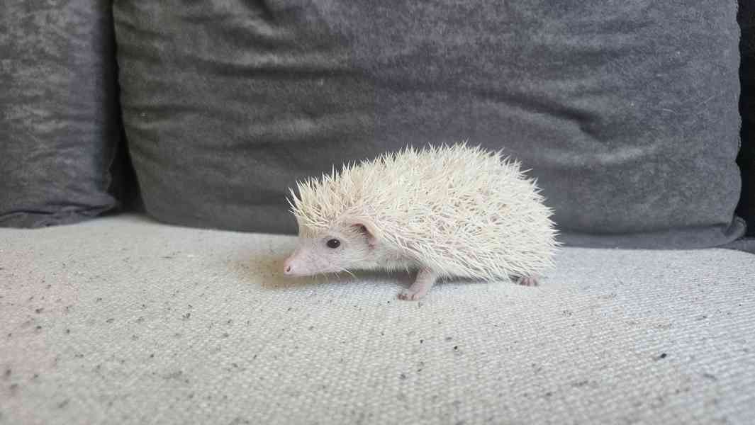 Africký pygmy ježek s PP VRH I nar. 29.12.2025 - foto 6