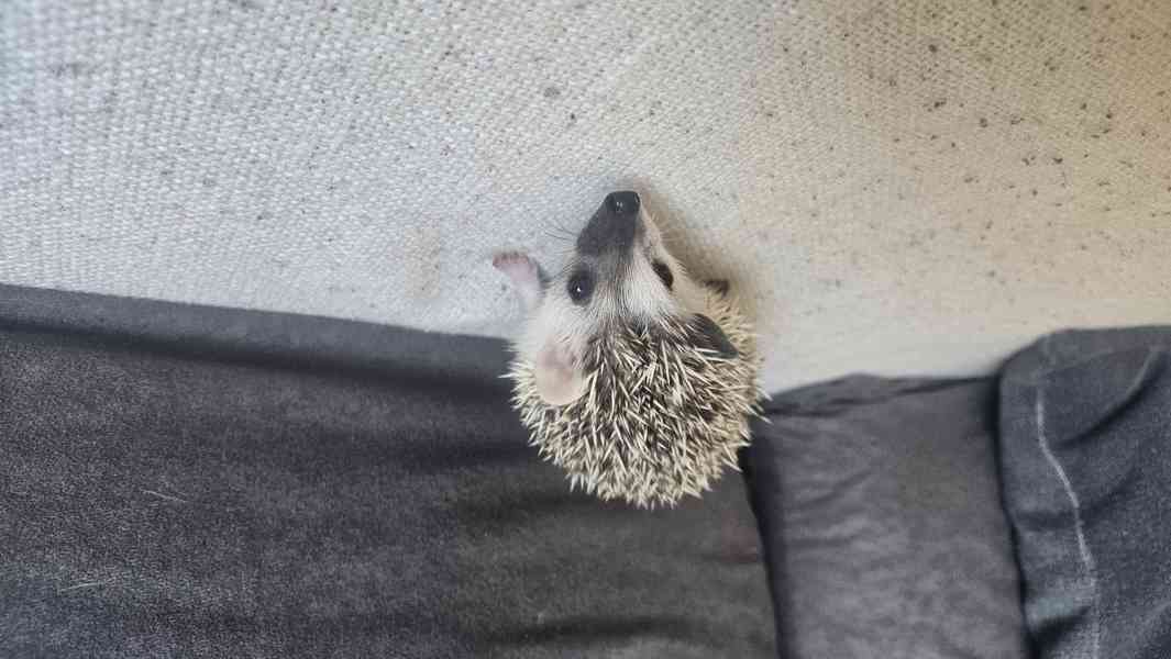 Africký pygmy ježek s PP VRH I nar. 29.12.2025 - foto 4