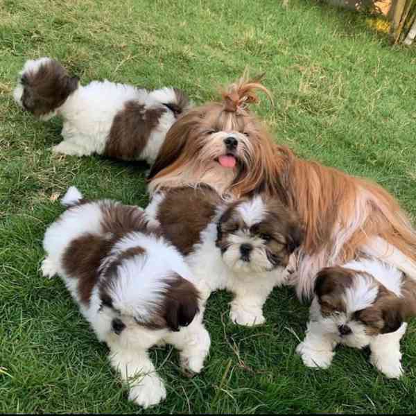 Štěňata shih tzu k odběru