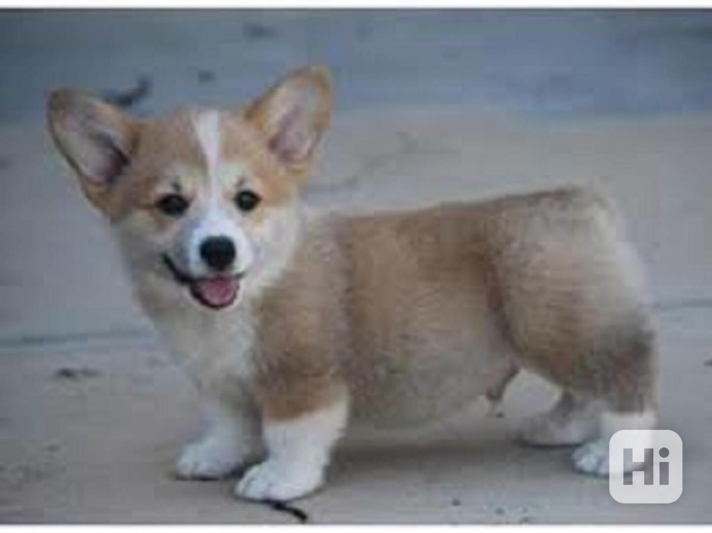Krásná štěňata velšského corgi pembroke super Těmto štěňátků - foto 1